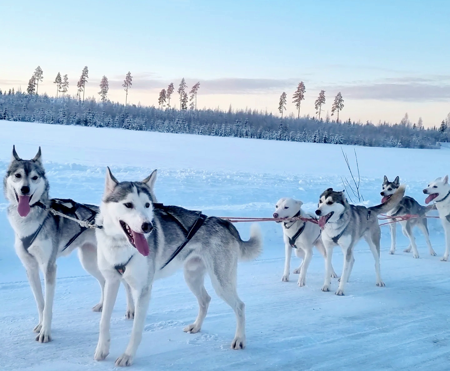 Unique husky sleddog rides