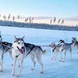 Unique husky sleddog rides