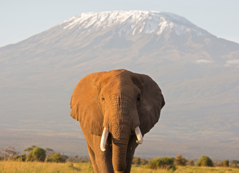 WINTRIP SAFARIS LIMITED