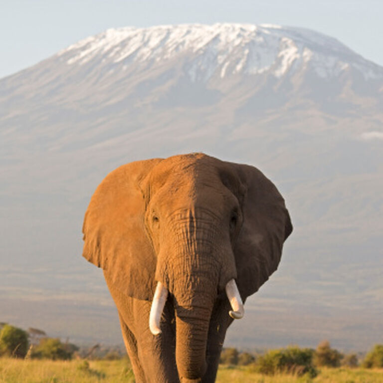 WINTRIP SAFARIS LIMITED