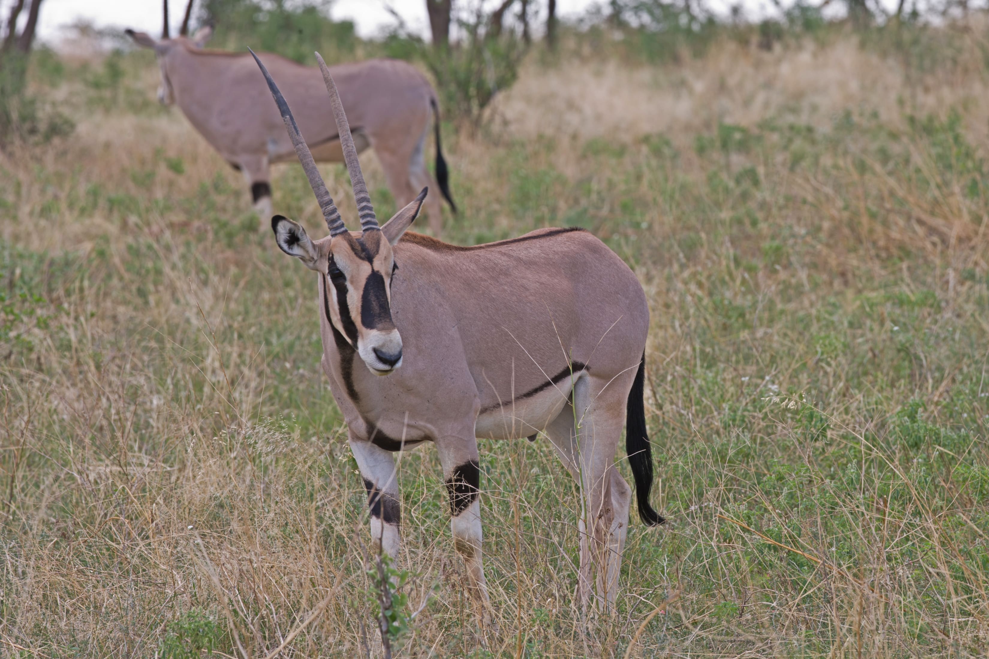 Sparrowhawk Holidays