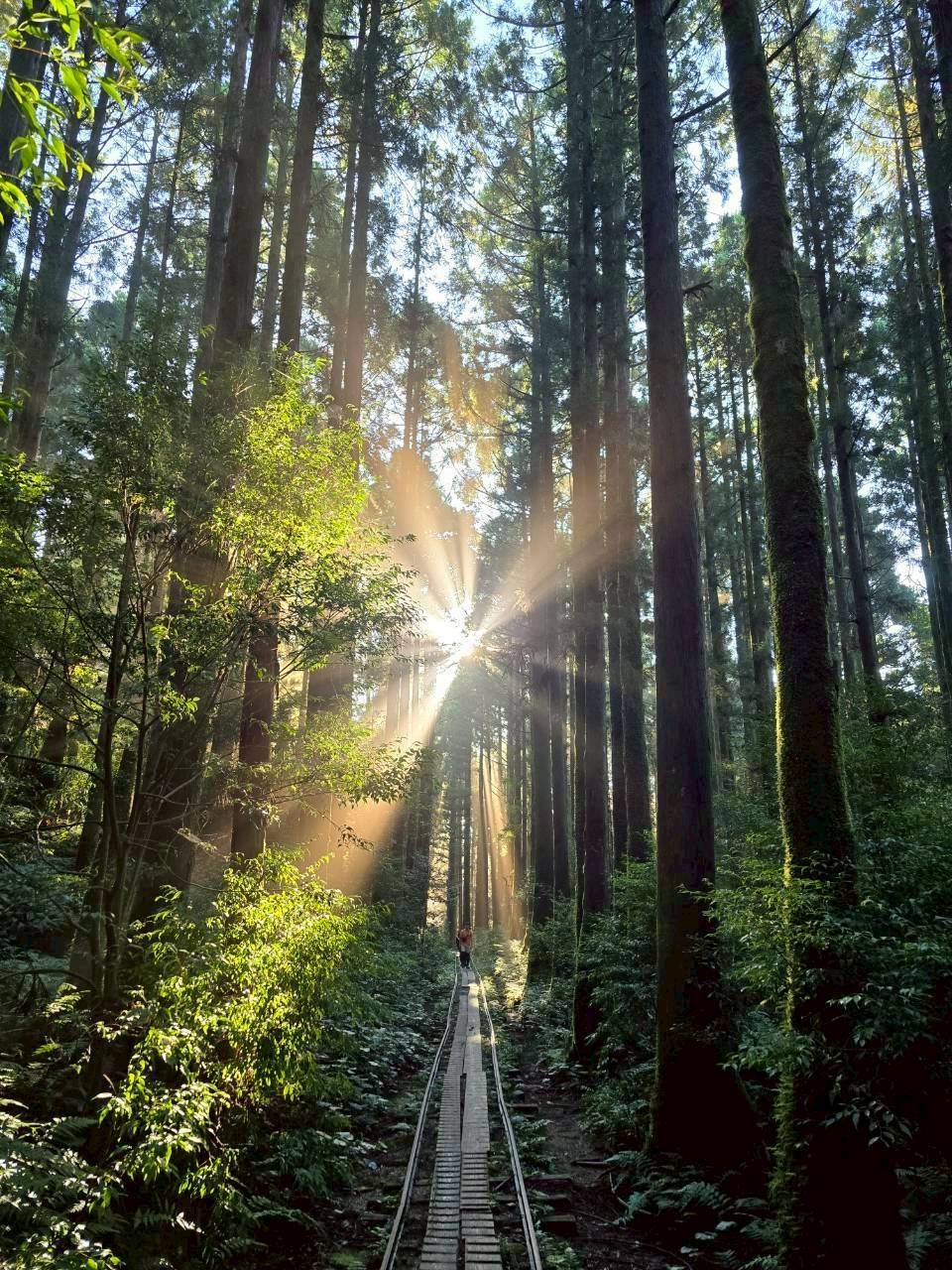 Yamakara Yakushima