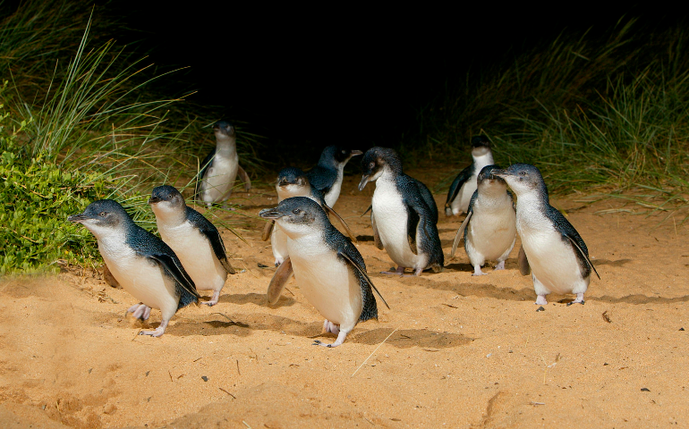 BILBY TOURS