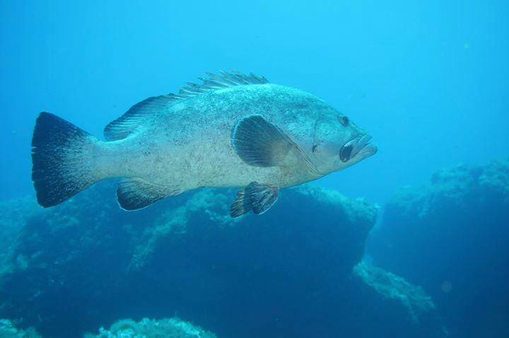 Diving Center Ustica