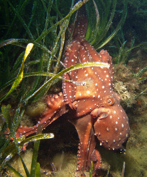 Diving Center Ustica