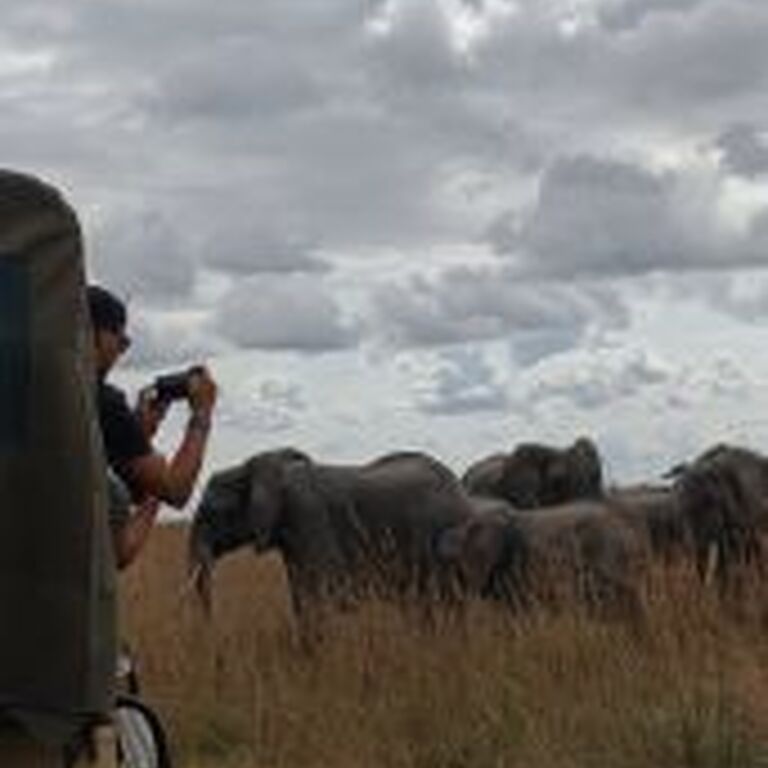 Alute safaris
