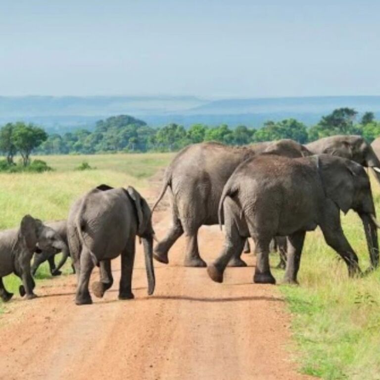 Alute safaris
