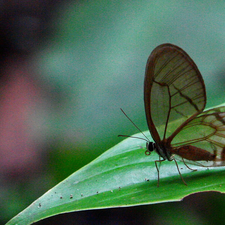 Yarina eco lodge