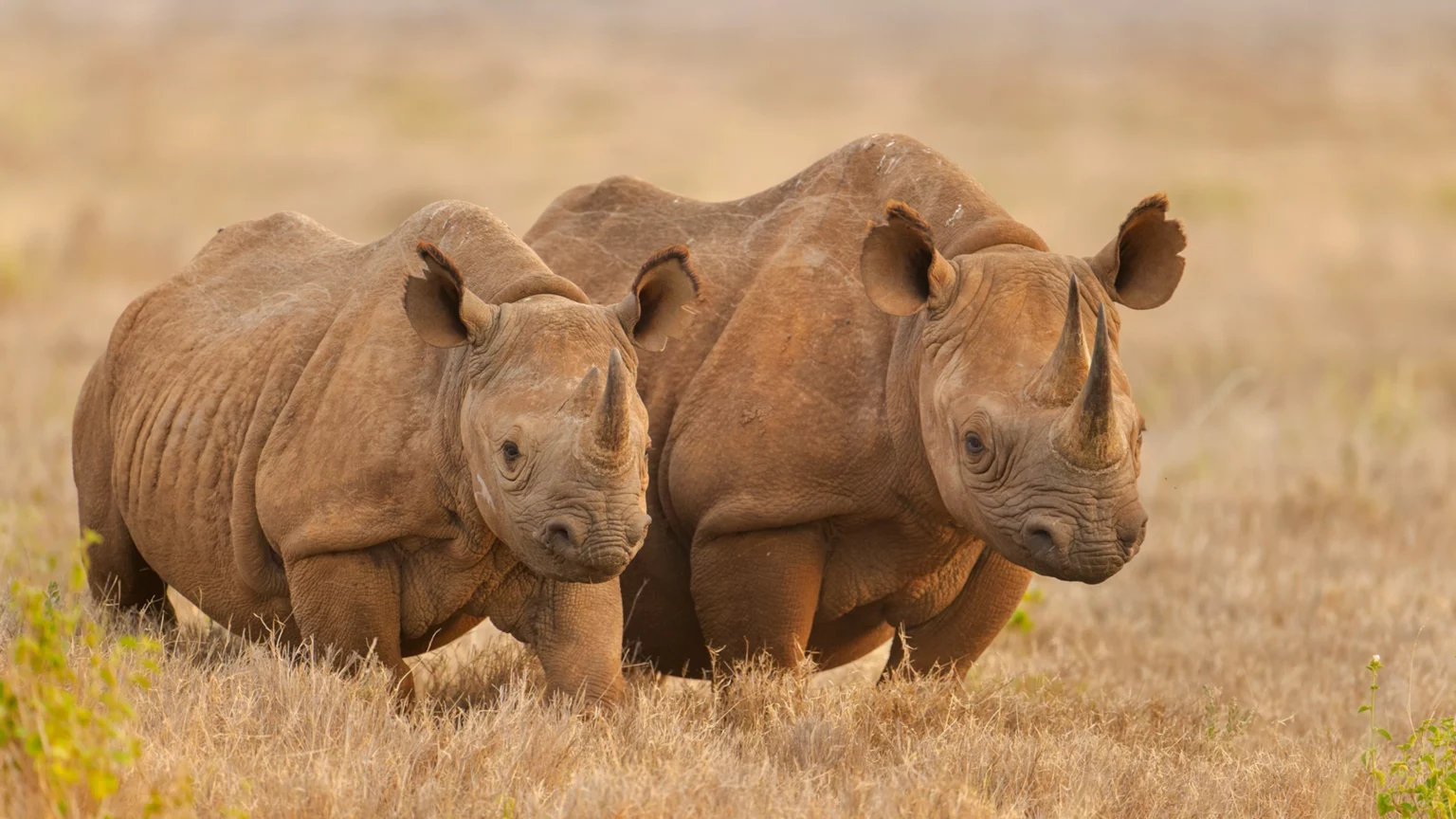 Chaz Tours and Travel