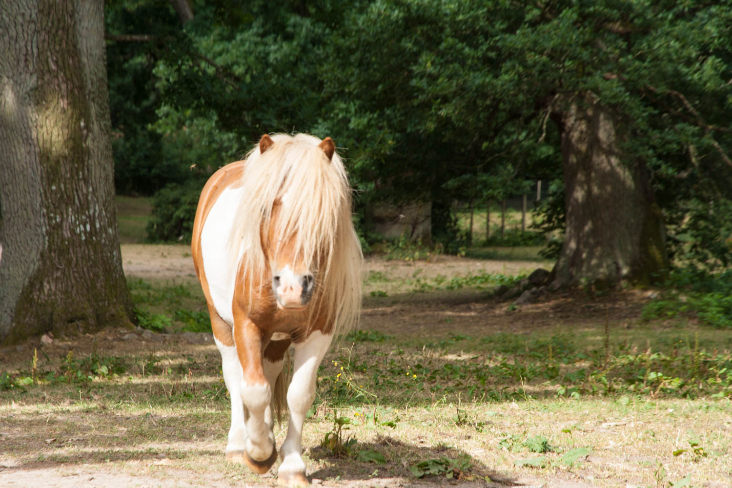 Bosjökloster Castle & Gardens
