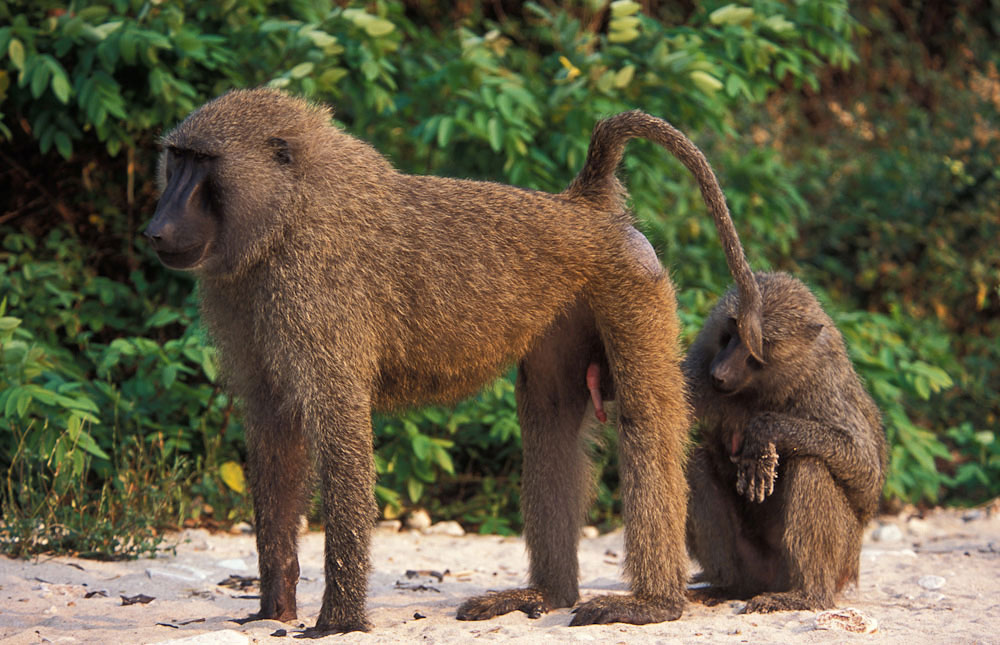 Gombe wild chimp safari