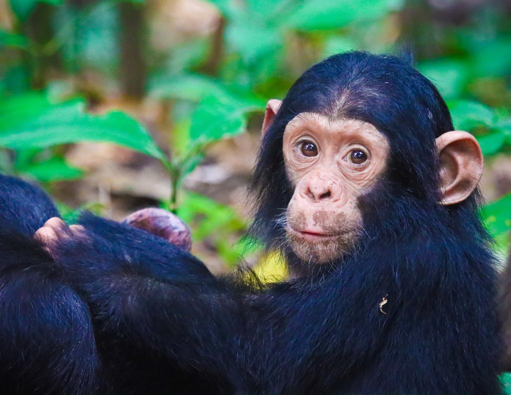 Gombe wild chimp safari