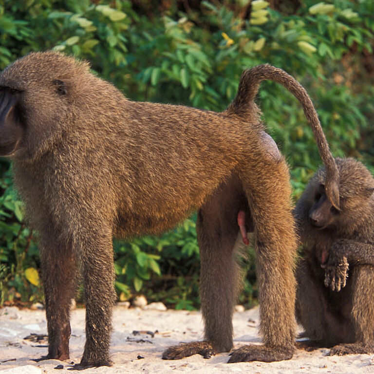 Gombe wild chimp safari
