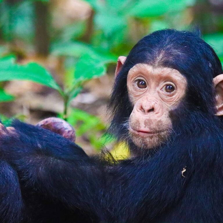 Gombe wild chimp safari