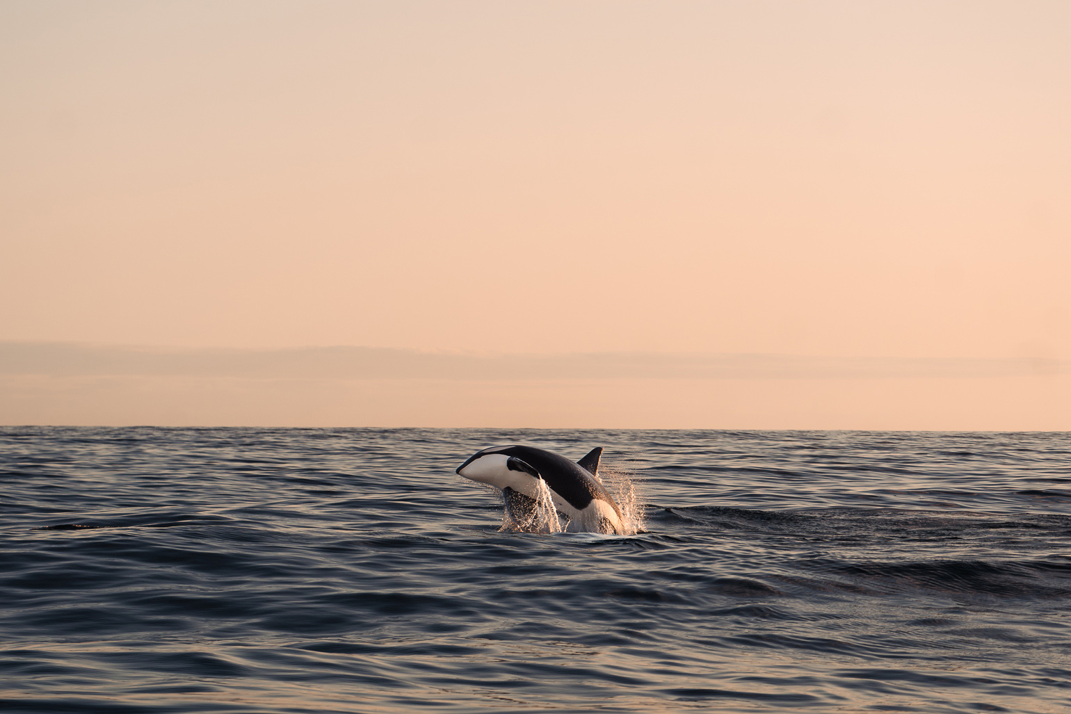 Whale Watching Andenes Norway