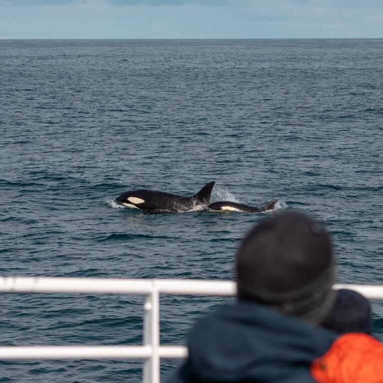 Whale Watching Andenes Norway