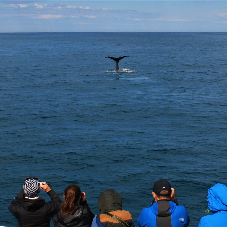 Whale Watching Andenes Norway