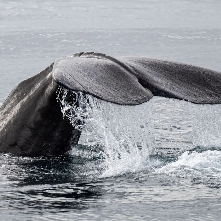 Whale Watching Andenes Norway