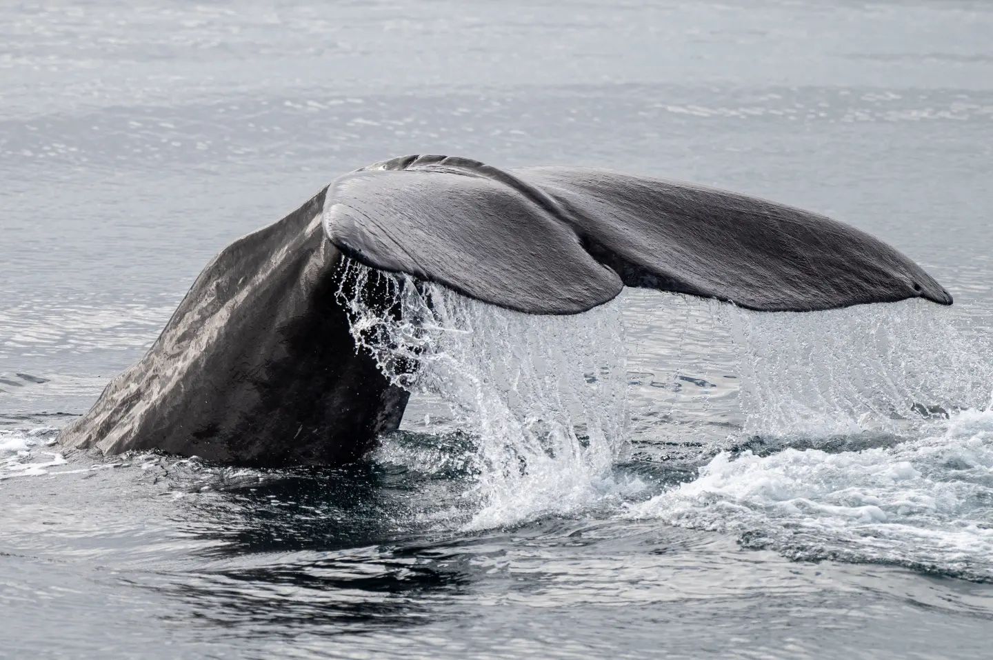 Whale Watching Andenes Norway