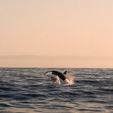 Whale Watching Andenes Norway