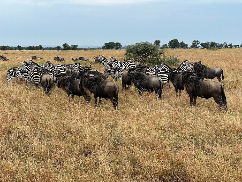 Kilimanjaro Travel and Tours