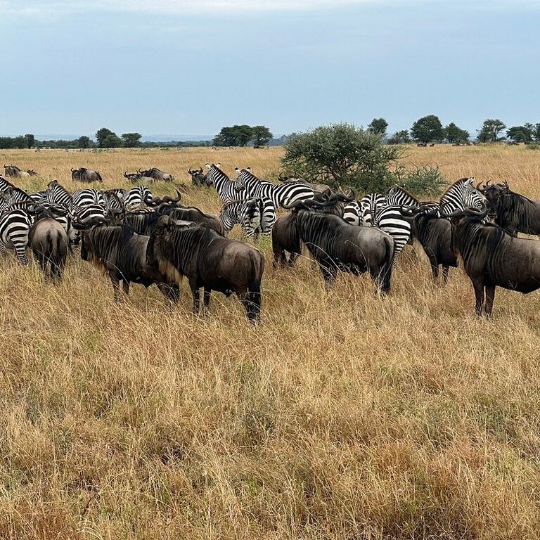 Kilimanjaro Travel and Tours