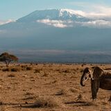 Kilimanjaro Travel and Tours