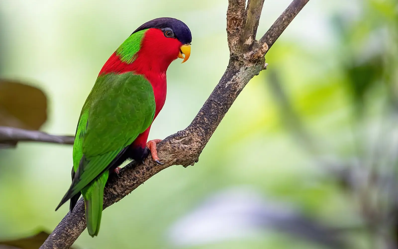 FijiEco Travel Guide