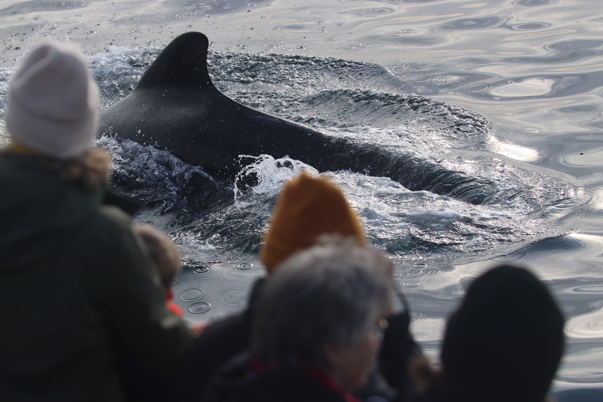 Whale Safari – Andenes Norway