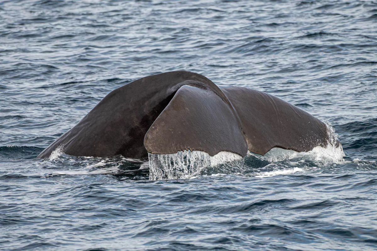 Whale Safari – Andenes Norway