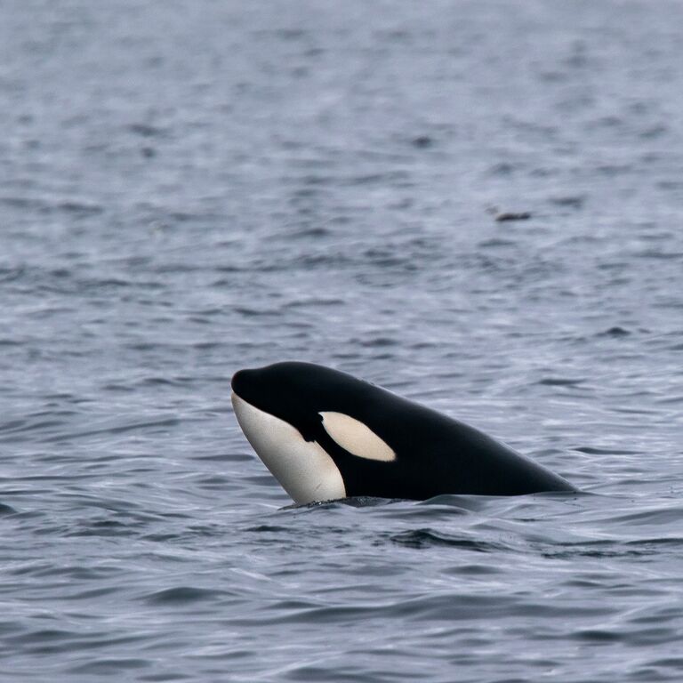 Whale Safari – Andenes Norway