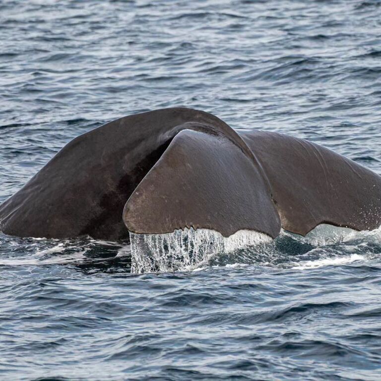 Whale Safari – Andenes Norway