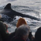 Whale Safari – Andenes Norway