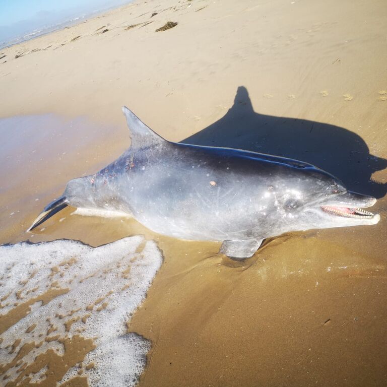 Sardinia Bay Marine Experience