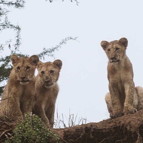Love Africa Travel