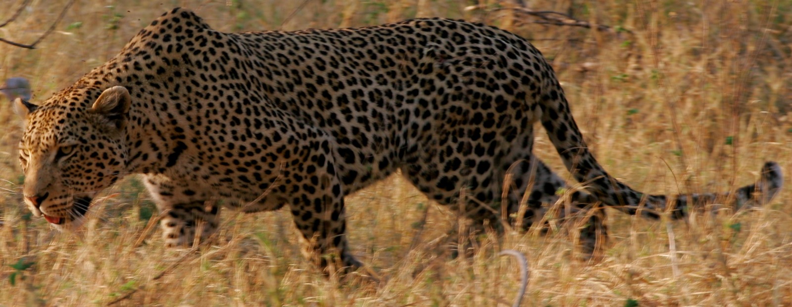 Afrimork Tours Botswana