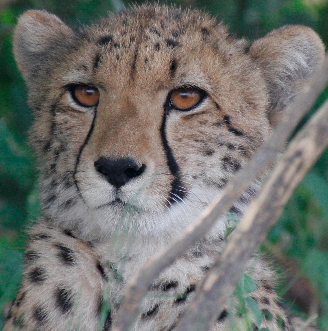Afrimork Tours Botswana