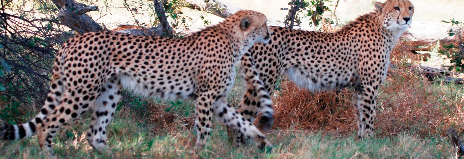 Afrimork Tours Botswana