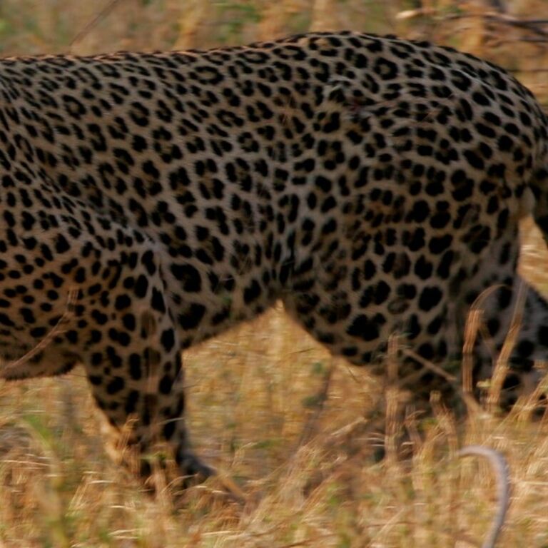 Afrimork Tours Botswana