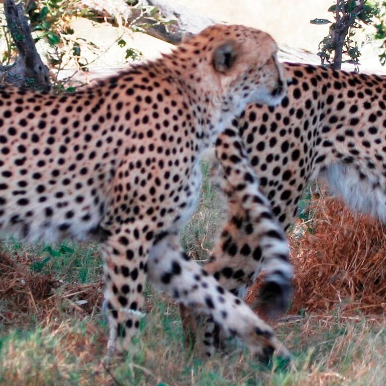 Afrimork Tours Botswana