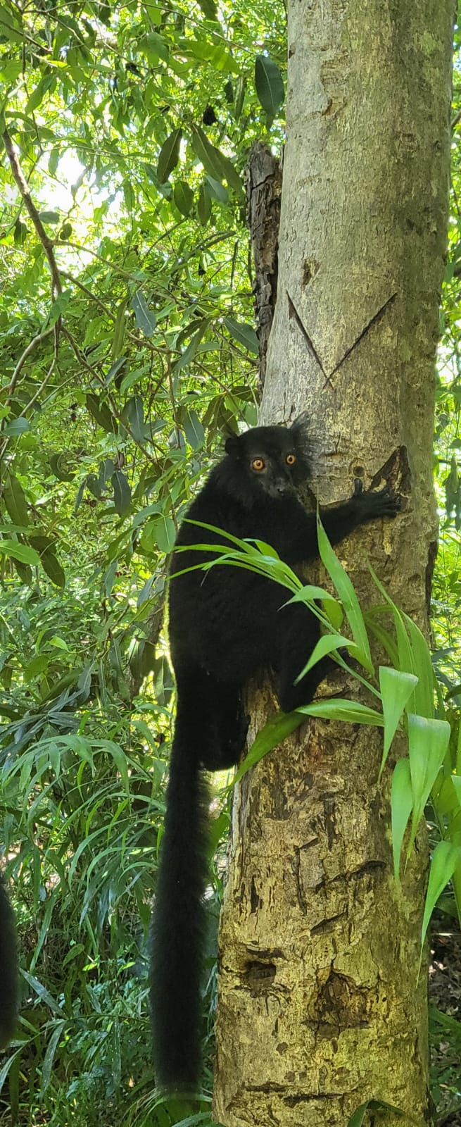 Randriamoratiana Annick