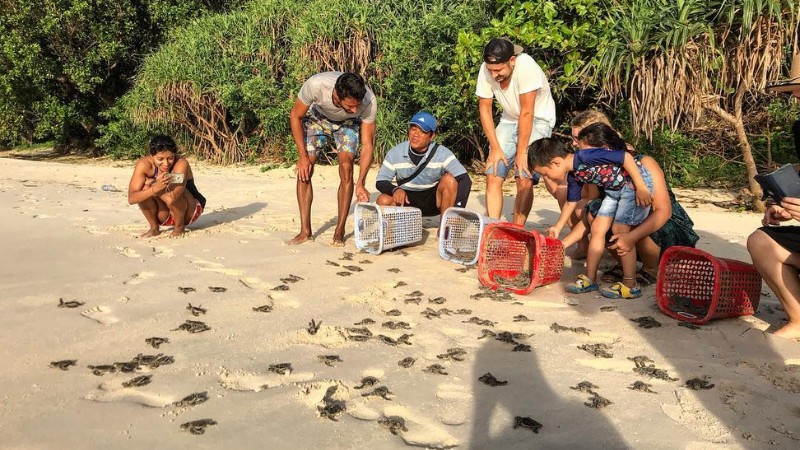 Snorkeling Turtle Release Tour