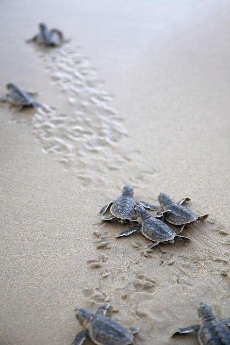 Snorkeling Turtle Release Tour