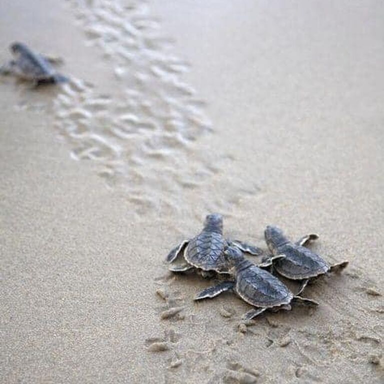 Snorkeling Turtle Release Tour