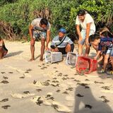 Snorkeling Turtle Release Tour