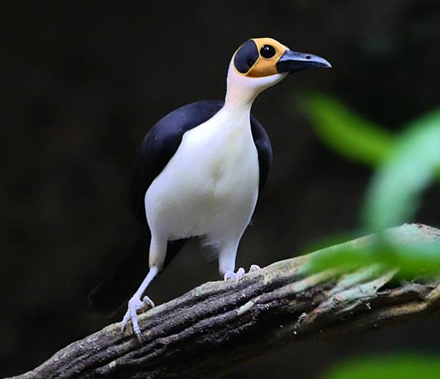 Adventure Birding Tours