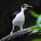 Adventure Birding Tours