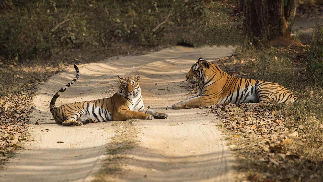 Indo Pacific Holidays