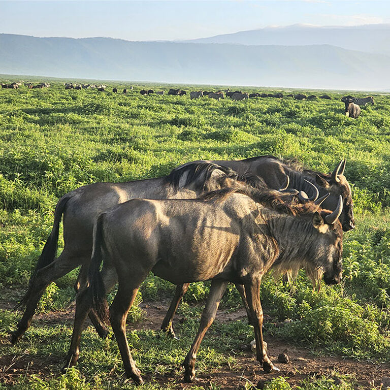 Kanuth   Adventure  Safaris