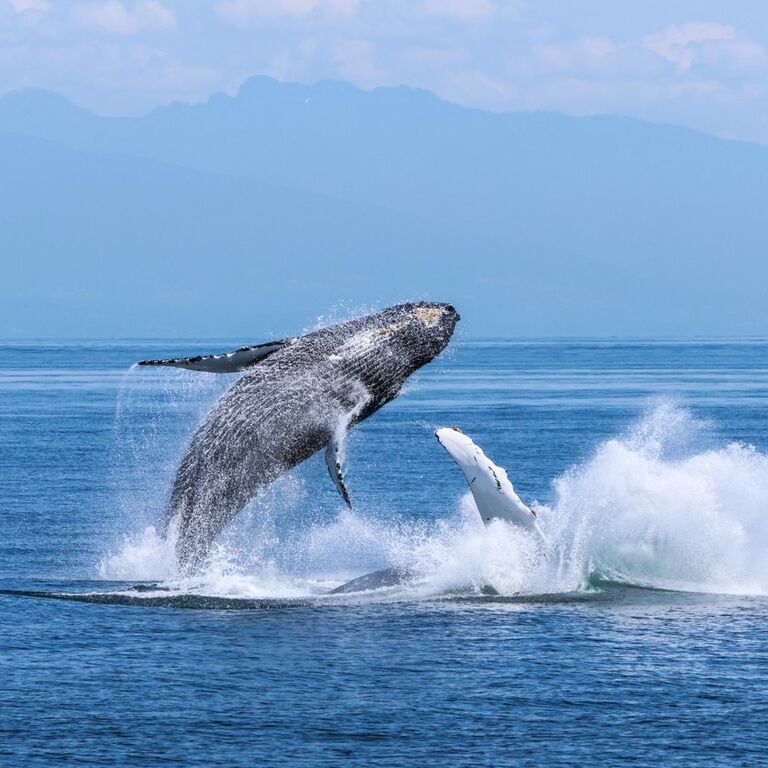 Prince of Whales
